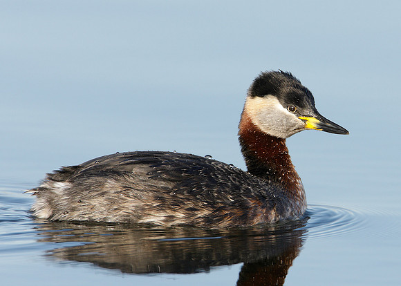 Red-necked Grebe Podiceps grisegna