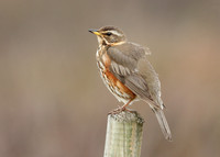 Redwing Turdus iliacus