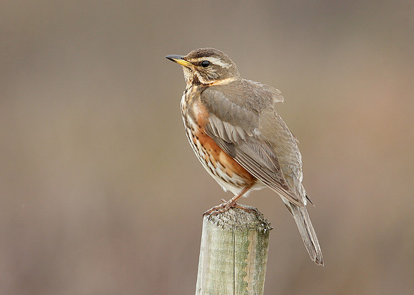 Redwing Turdus iliacus