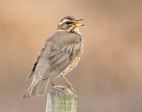 Redwing Turdus iliacus