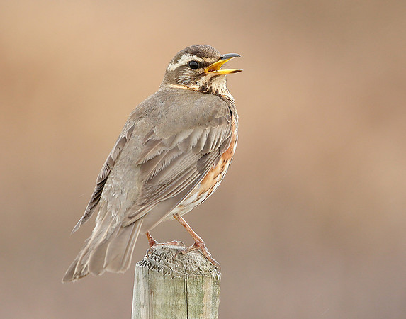 Redwing Turdus iliacus