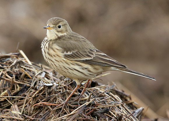 Buff-bellied Pipit  Anthus rubescens