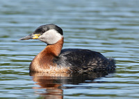 Red-necked Grebe Podiceps grisegna