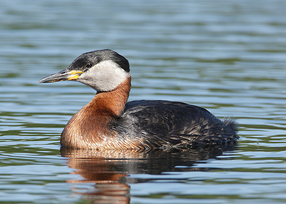 Red-necked Grebe Podiceps grisegna