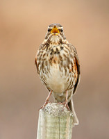 Redwing Turdus iliacus