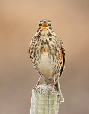 Redwing Turdus iliacus
