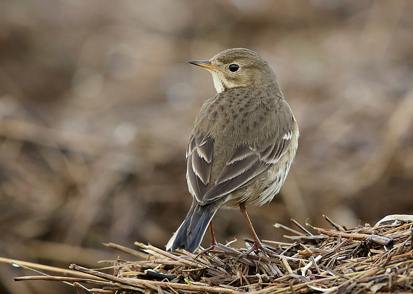 Buff-bellied Pipit  Anthus rubescens