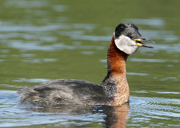 Red-necked Grebe Podiceps grisegna