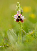 Late Spider Orchid Ophrys fuciflora