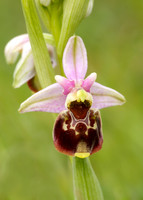 Late Spider Orchid Ophrys fuciflora