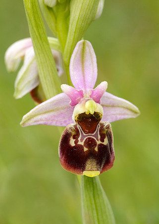 Late Spider Orchid Ophrys fuciflora