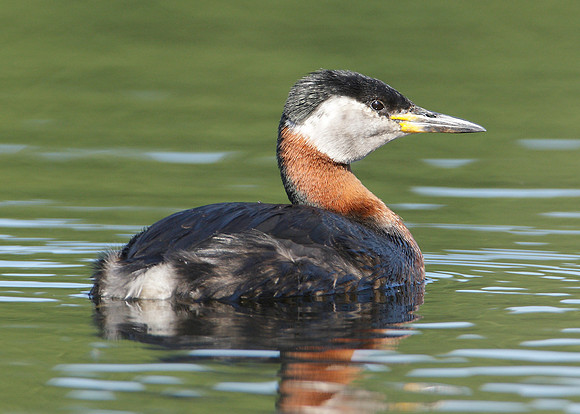 Red-necked Grebe Podiceps grisegna