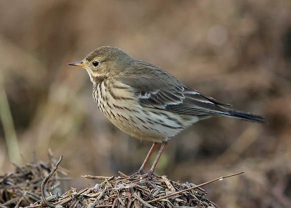 Buff-bellied Pipit  Anthus rubescens