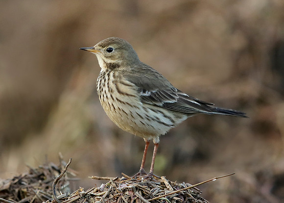 Buff-bellied Pipit  Anthus rubescens