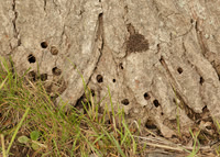 52.002 BF0370  Hornet Moth Sesia apiformis
