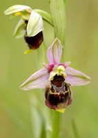 Late Spider Orchid Ophrys fuciflora