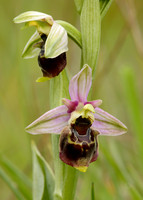 Late Spider Orchid Ophrys fuciflora