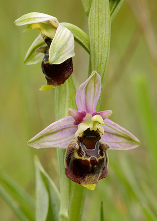 Late Spider Orchid Ophrys fuciflora