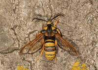 52.002 BF0370  Hornet Moth Sesia apiformis