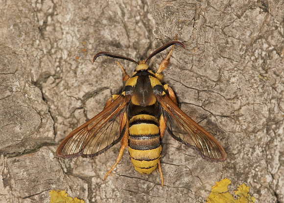 52.002 BF0370  Hornet Moth Sesia apiformis