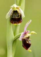 Late Spider Orchid Ophrys fuciflora