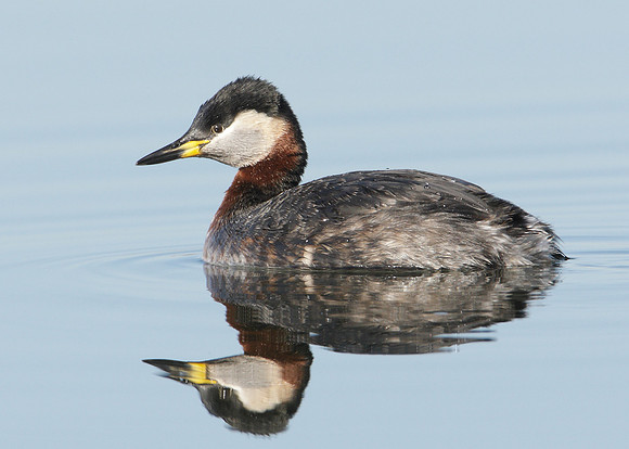 Red-necked Grebe Podiceps grisegna