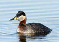 Red-necked Grebe Podiceps grisegna