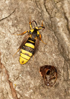 52.002 BF0370  Hornet Moth Sesia apiformis