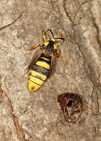 52.002 BF0370  Hornet Moth Sesia apiformis