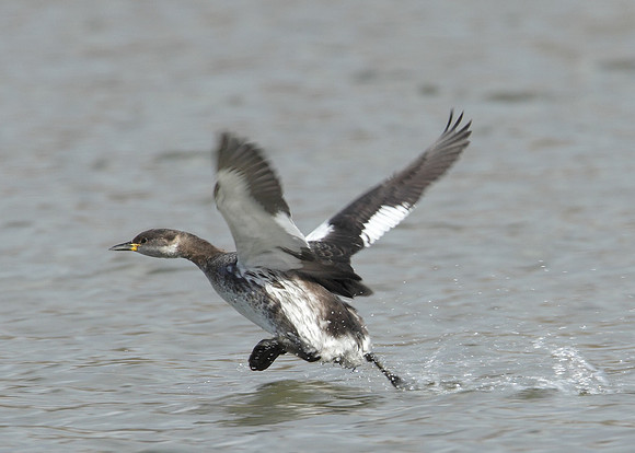 Red-necked Grebe Podiceps grisegna