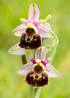 Late Spider Orchid Ophrys fuciflora