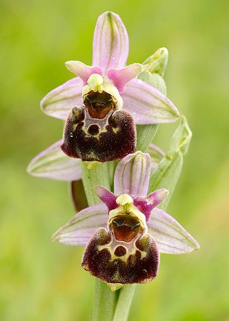 Late Spider Orchid Ophrys fuciflora