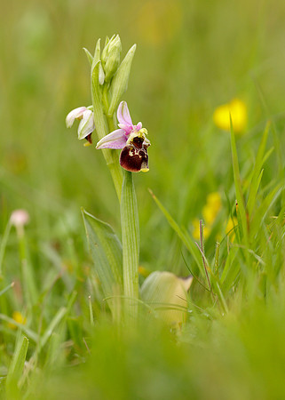 Late Spider Orchid Ophrys fuciflora