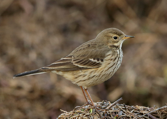 Buff-bellied Pipit  Anthus rubescens