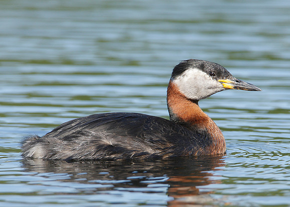 Red-necked Grebe Podiceps grisegna