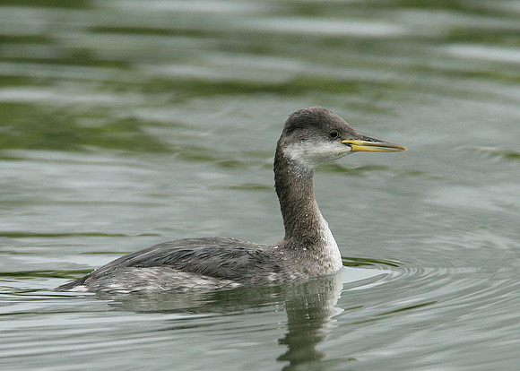 Red-necked Grebe Podiceps grisegna