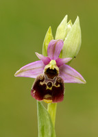 Late Spider Orchid Ophrys fuciflora
