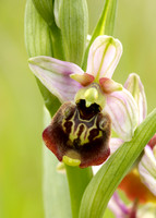 Late Spider Orchid Ophrys fuciflora