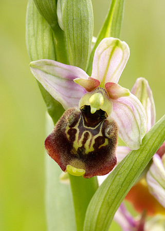 Late Spider Orchid Ophrys fuciflora