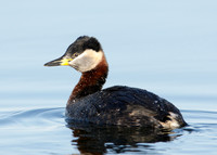 Red-necked Grebe Podiceps grisegna
