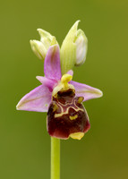 Late Spider Orchid Ophrys fuciflora