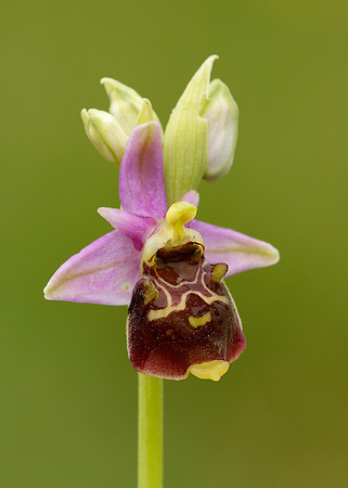 Late Spider Orchid Ophrys fuciflora