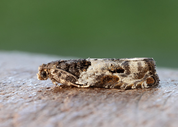 49.279 BF1169 Gypsonoma dealbana