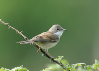 Whitethroat Sylvia communis