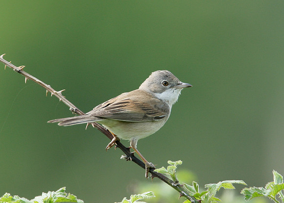 Whitethroat Sylvia communis