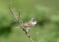 Whitethroat Sylvia communis