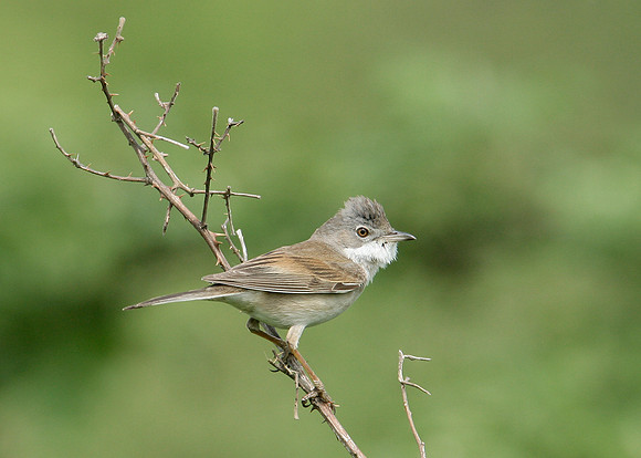 Whitethroat Sylvia communis