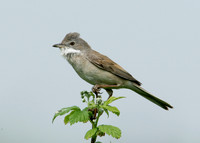 Whitethroat Sylvia communis