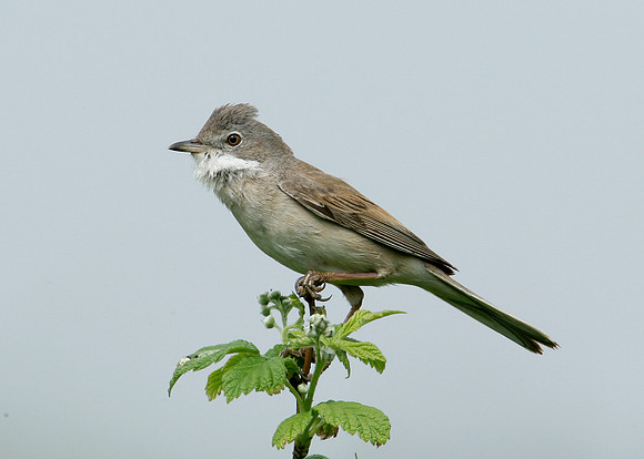 Whitethroat Sylvia communis