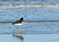 Oystercatcher Haematopus ostralegus